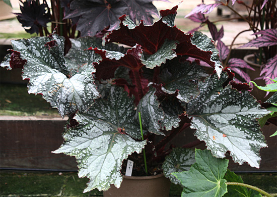 B. ‘Fubuki’